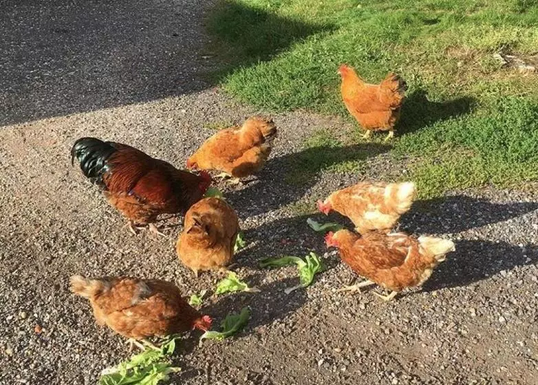 Aamiaismajoitus (B&B) Onder De Boom