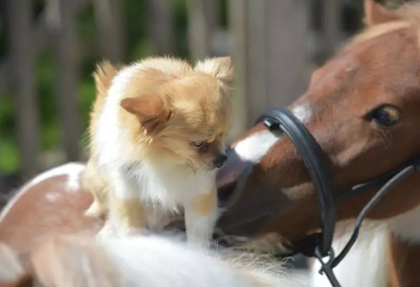 ホテル Gutshof Wolfgangsee Resort & Event