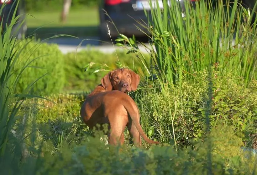 ホテル Gutshof Wolfgangsee Resort & Event