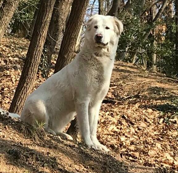 צימר Le Lanterne