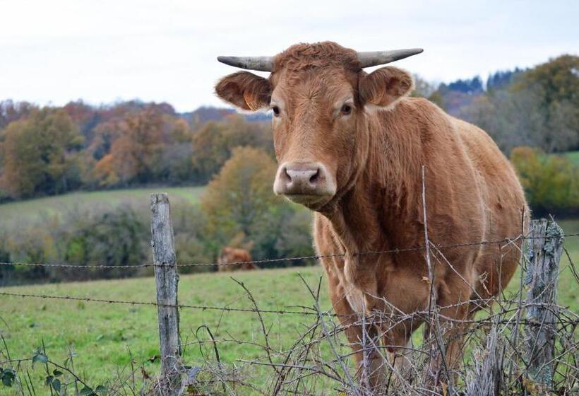 צימר Champ De Foire