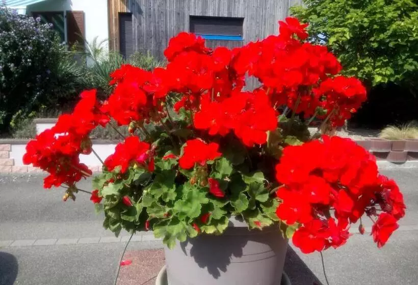 Majatalo A L Ombre Des Catalpas