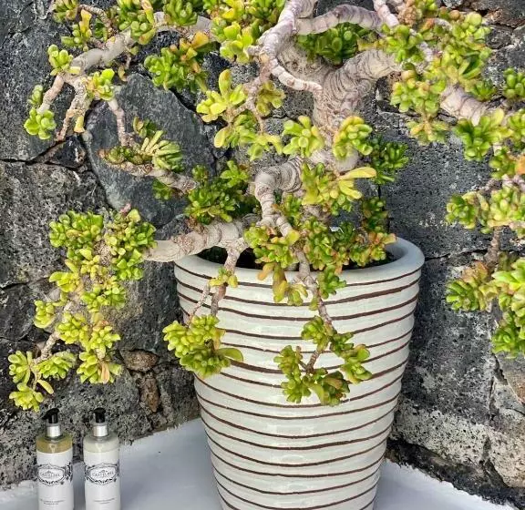 Majatalo Villa Shepherd Lajares   Luxury Villa Fuerteventura