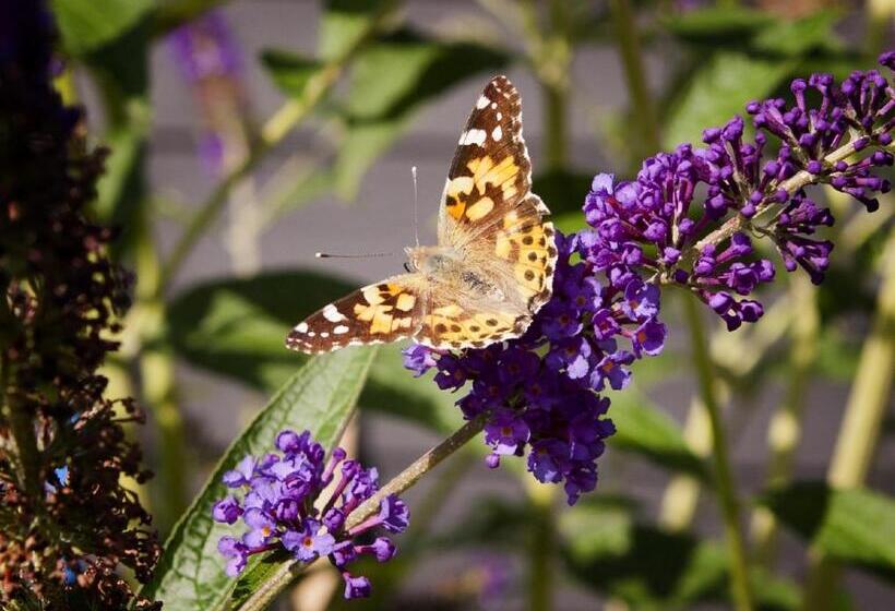 Dreamzzz Boutique B&b Kaatsheuvel