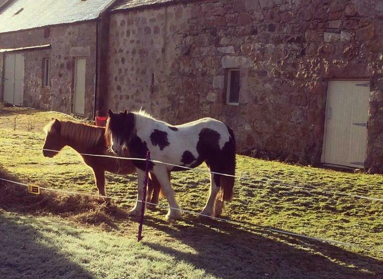 مبيت وإفطار Bowtop Wagon At Lettoch Farm