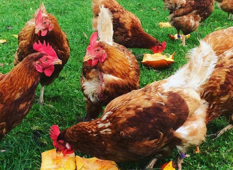 مبيت وإفطار Bowtop Wagon At Lettoch Farm