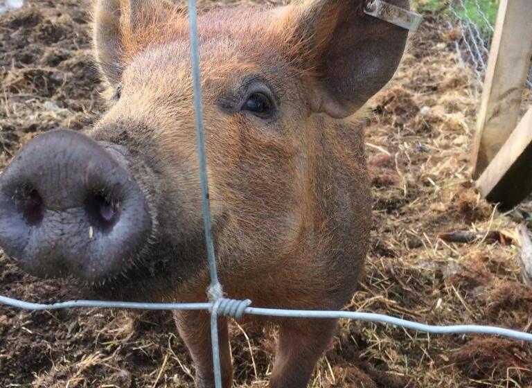 مبيت وإفطار Bowtop Wagon At Lettoch Farm