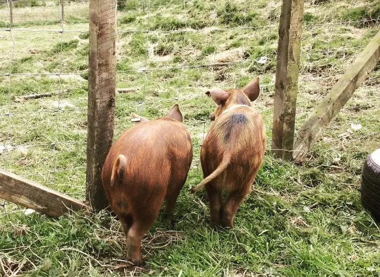 تختخواب و صبحانه Bowtop Wagon At Lettoch Farm
