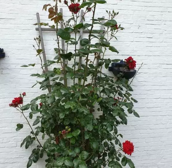 ペンション Garni Haus Dithmarschen