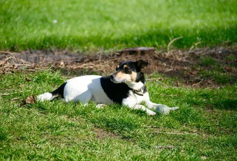 Aamiaismajoitus (B&B) Thatched Cottage