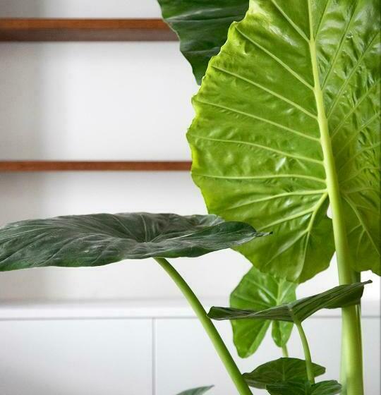 تختخواب و صبحانه The Greenhouse