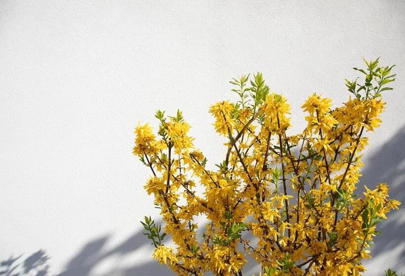 تختخواب و صبحانه The Greenhouse