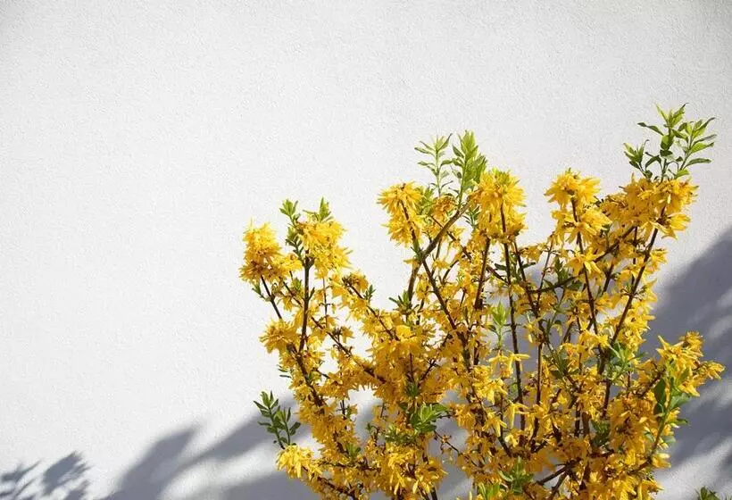 تختخواب و صبحانه The Greenhouse