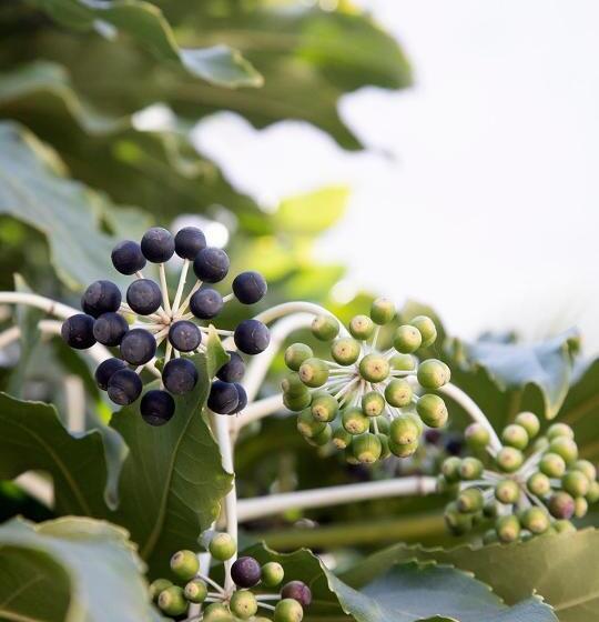 تختخواب و صبحانه The Greenhouse
