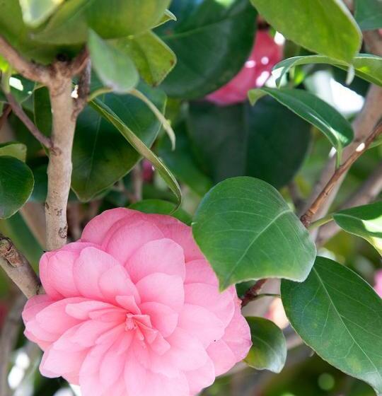 تختخواب و صبحانه The Greenhouse