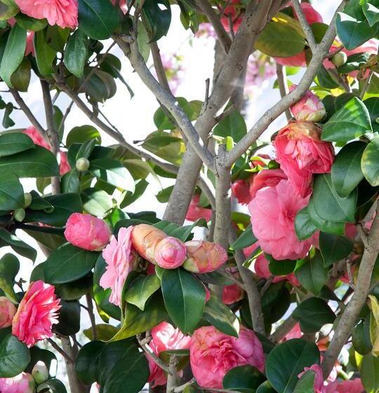 تختخواب و صبحانه The Greenhouse