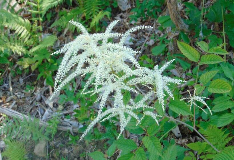 بنسيون Fragole E Menta