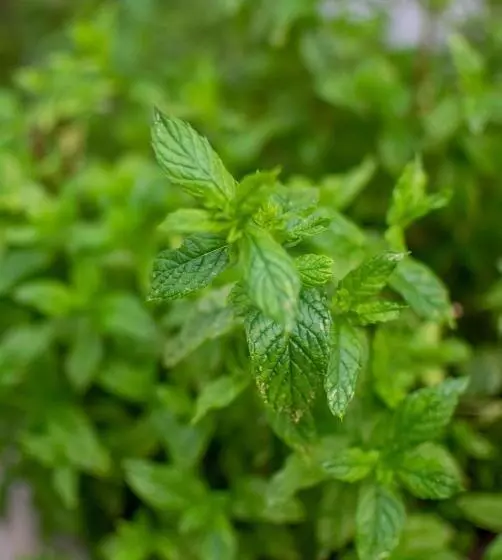 ペンション Fragole E Menta