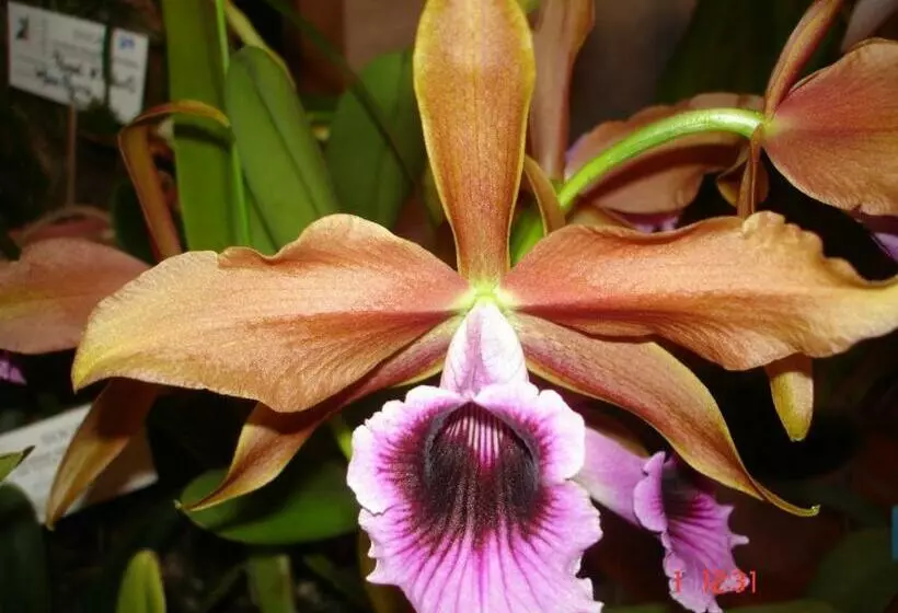 ペンション Pousada Das Orquideas De Jau