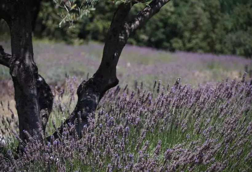 Bed and Breakfast Les Néfliers Chambre D Hôtes
