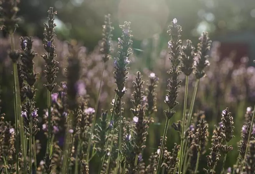 Bed and Breakfast Les Néfliers Chambre D Hôtes