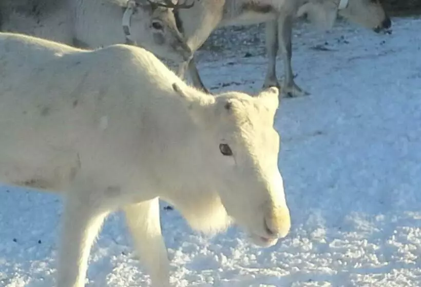 ユースホステル Nikkilän Elämyskylä