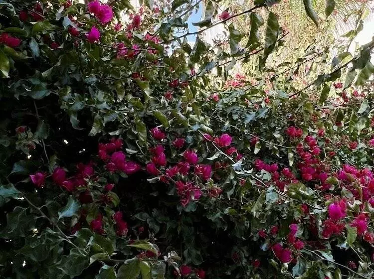 پانسیون Riad Oasis D Asilah