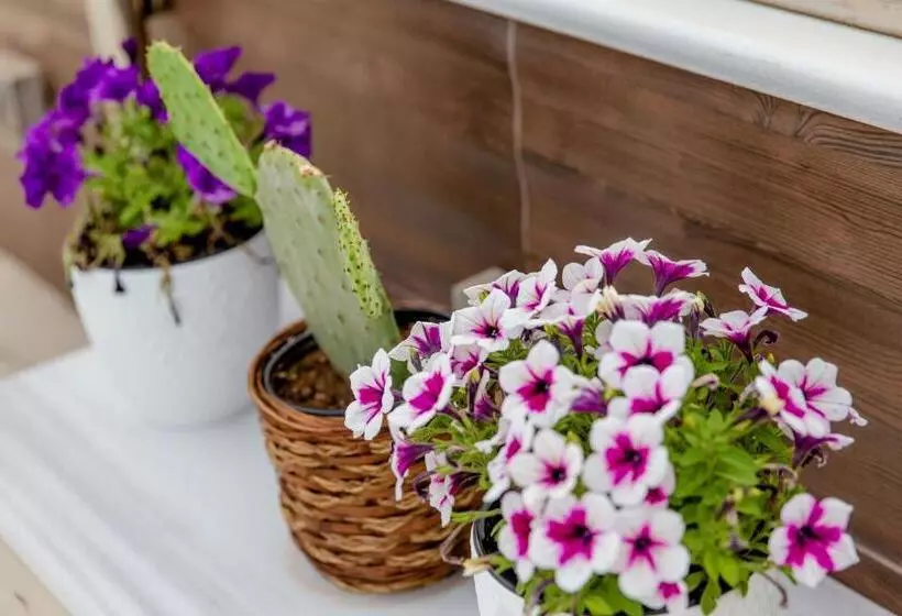 בית מלון כפרי Comfy Boutique