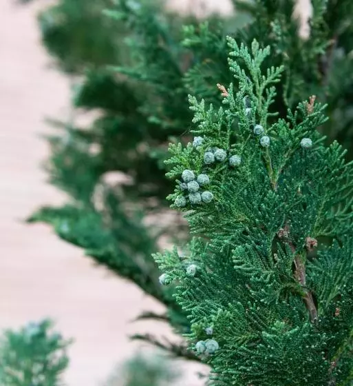 پانسیون Villa Konrad