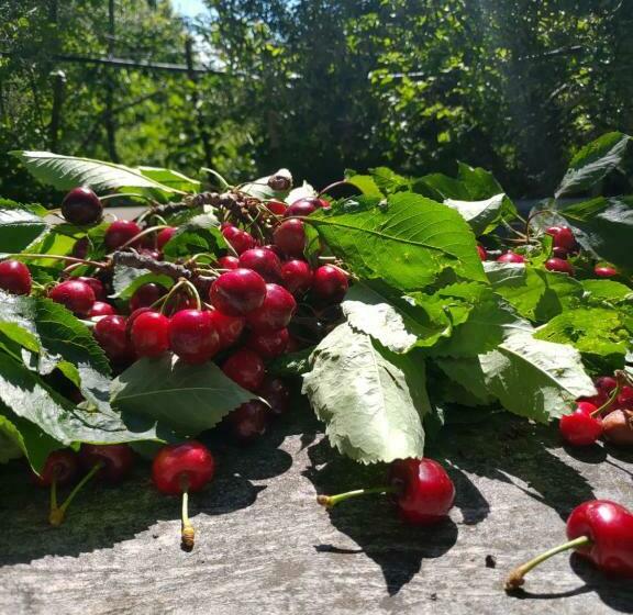 ペンション Cielo E Terra Ecoresort