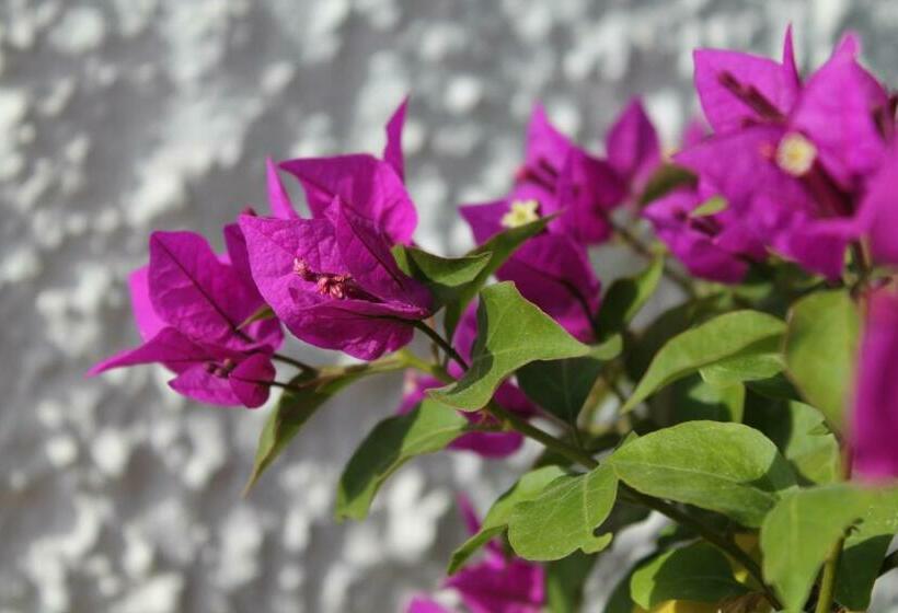 住宿加早餐  Los Mofletes   Adults Only