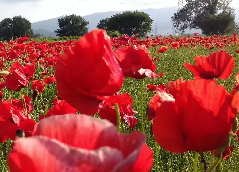 Aamiaismajoitus (B&B) Podere Sanlorenzo