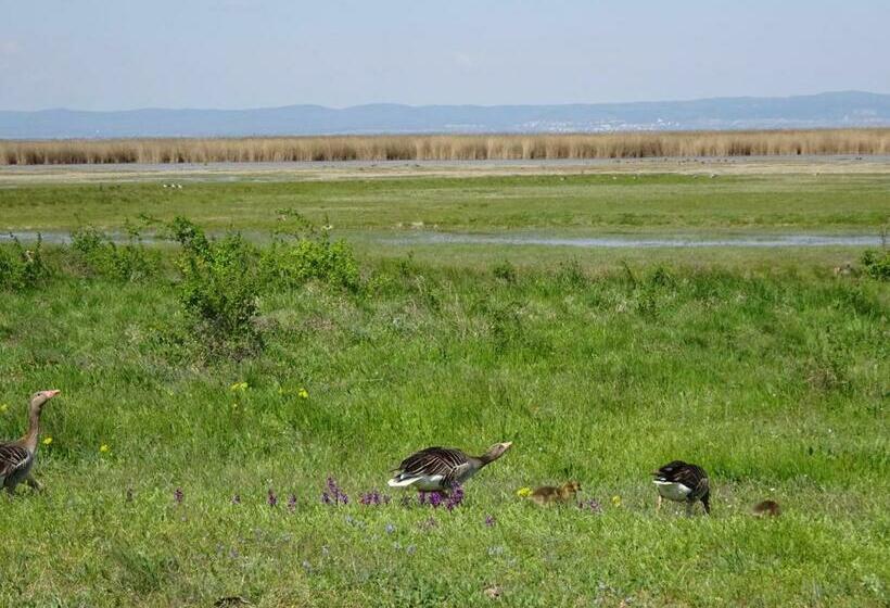 Bed and Breakfast Weingut & Gästezimmer Nekowitsch