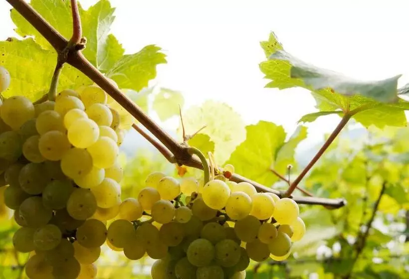 تختخواب و صبحانه Weingut & Gästezimmer Nekowitsch
