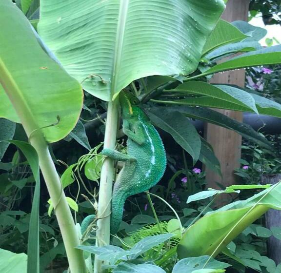 پانسیون Ravine Bleue