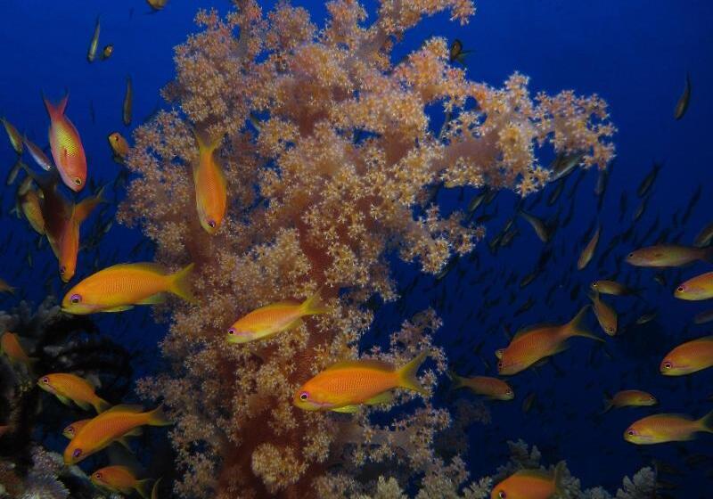 Mosaique Hotel El Gouna