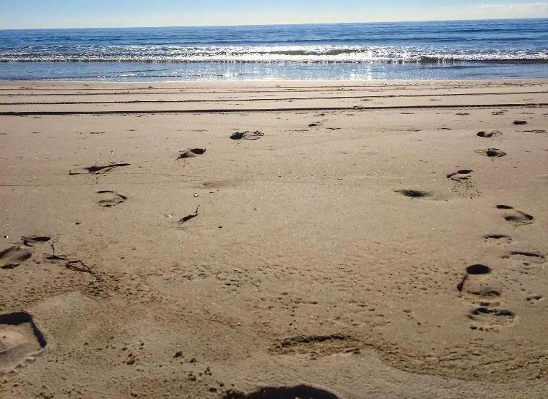 Kirra Surf Apartments