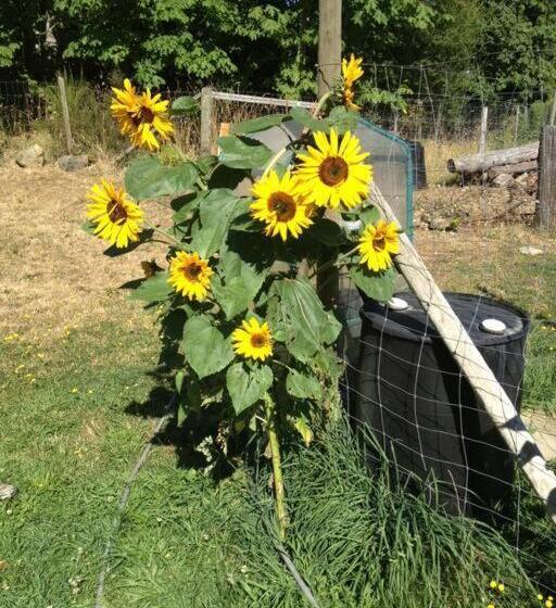 Bed & Breakfast Shawnigan Hills Guest Suite