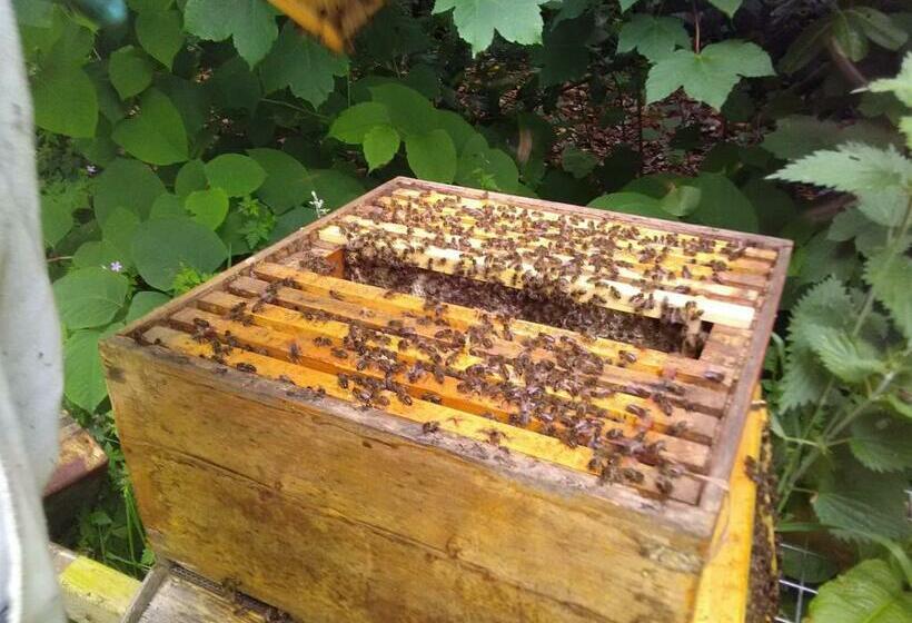 פנסיון Castletownmoor Clinic & Permaculture Farm