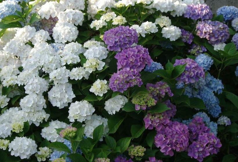 بنسيون Ti Ar Bugale