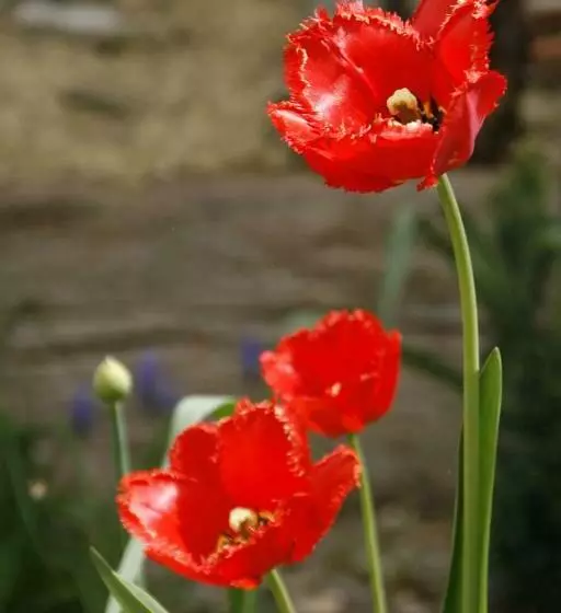 Retkeilymaja Waldvogel Ferienzimmer Klimatisiert