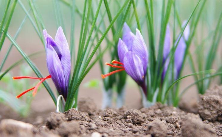 Bed and Breakfast La Grotta Di Nonno Vittorio