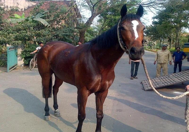 ホテル Vedic Village Spa Resort Kolkata