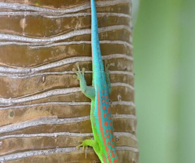 پانسیون Résidence Padma