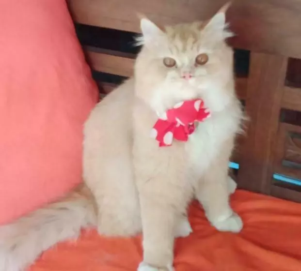 پانسیون Shalana Homestay  Formerly Teka Teki House