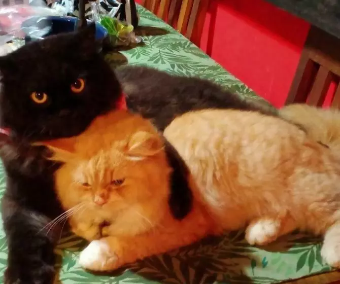 پانسیون Shalana Homestay  Formerly Teka Teki House