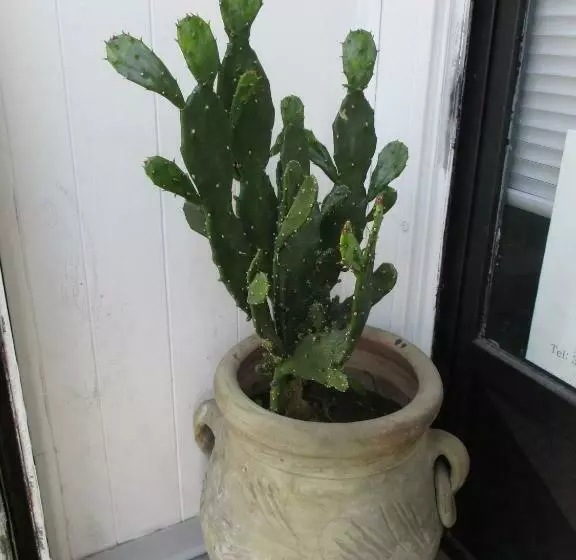 Aamiaismajoitus (B&B) Palazzo Ruisi