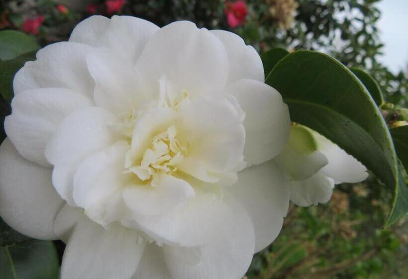 פנסיון Ecrin De Verdure