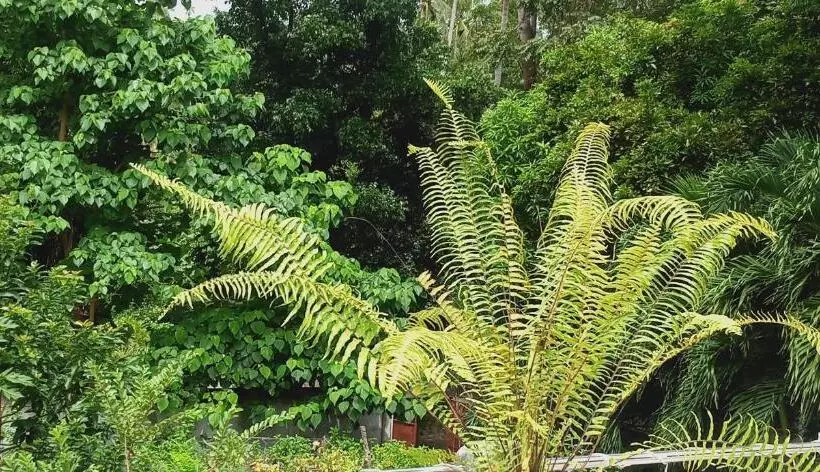 ベッドアンドブレックファースト Riverside At Aninuan Accommodation And Food