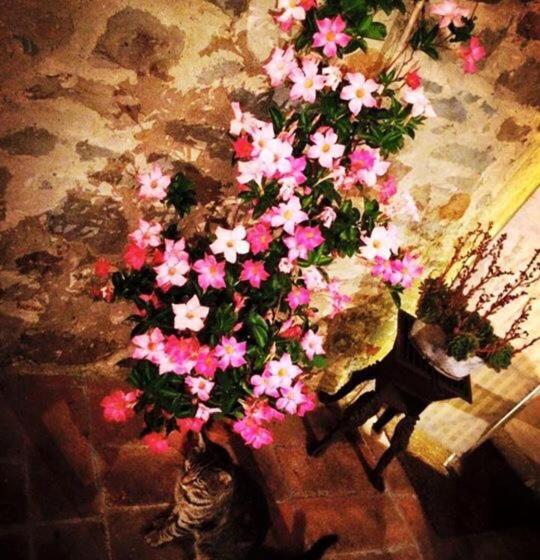 ホテル Podere La Fausta